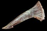 Cretaceous Giant Sawfish (Onchopristis) Rostral Barb #72728-1